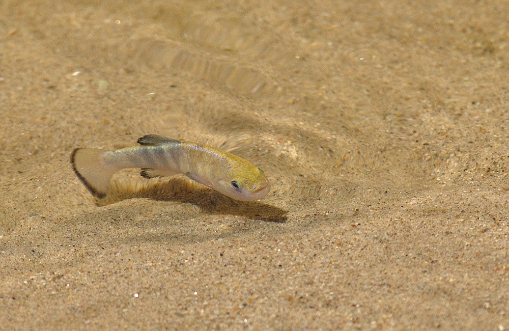 Hàng nghìn con cá pupfish vẫn phát triển đều ở vùng đất tưởng chừng không có sự sống như thung lũng Chết, nơi nước nóng và có độ mặn gấp đôi nước biển. Nguyên nhân là do đường ruột của loài này có thể đào thải muối vô cùng hiệu quả.